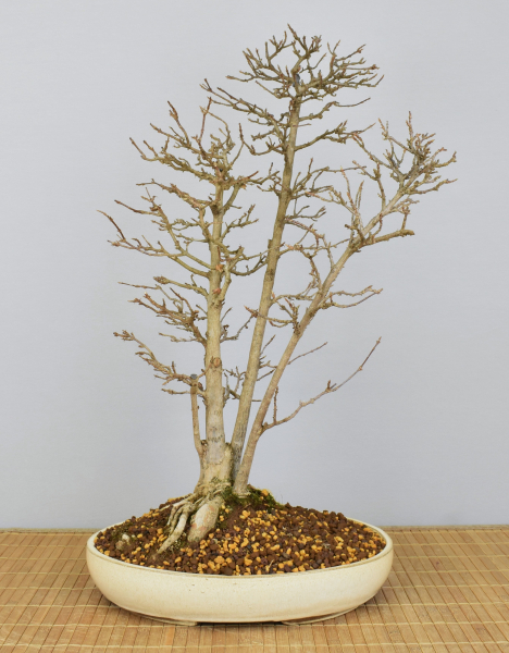 Preview: Bonsai Outdoor, Dreispitzahorn (Acer buergerianum)